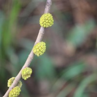 Castilla elastica Cerv.